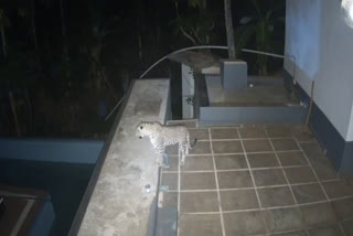 LEOPARD ATTACK AT KASARAGOD  LEOPARD SPOTTED IN HOUSE  LATEST NEWS IN MALAYALAM  LEOPARD CCTV VISUALS