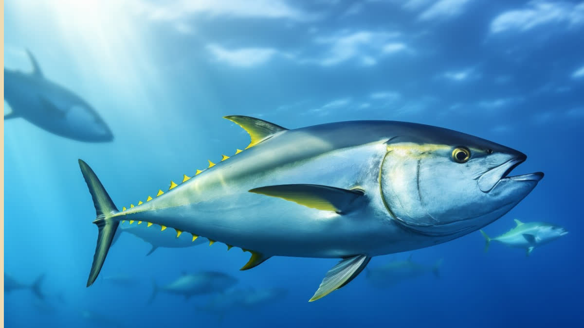 World Tuna Day 2024 What is the reason behind Tuna Day on 2 May every year