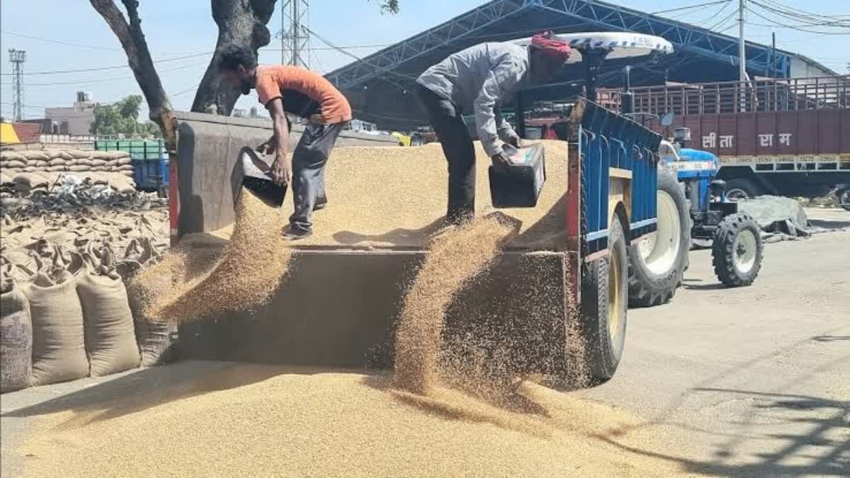 Wheat Purchase In Haryana