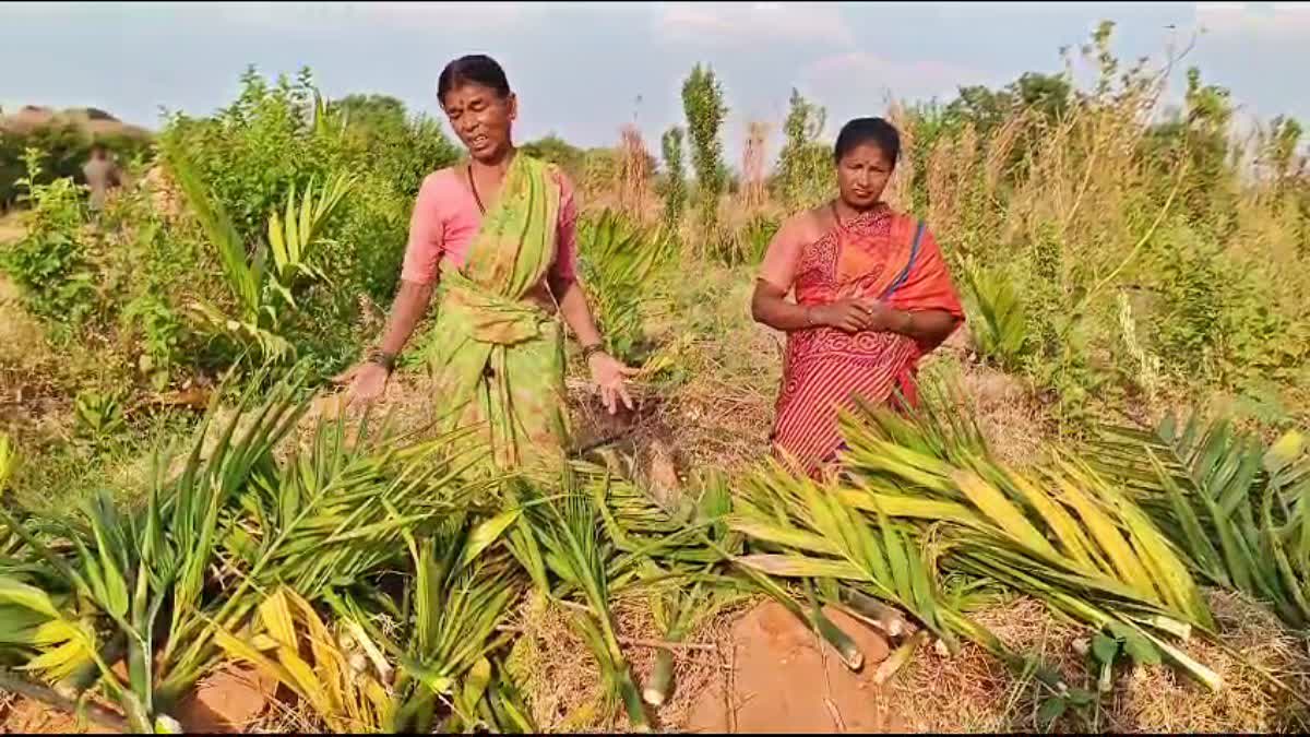 ಹಳೇ ದ್ವೇಷಕ್ಕೆ 50 ಅಡಿಕೆ ಗಿಡಗಳು ಬಲಿ