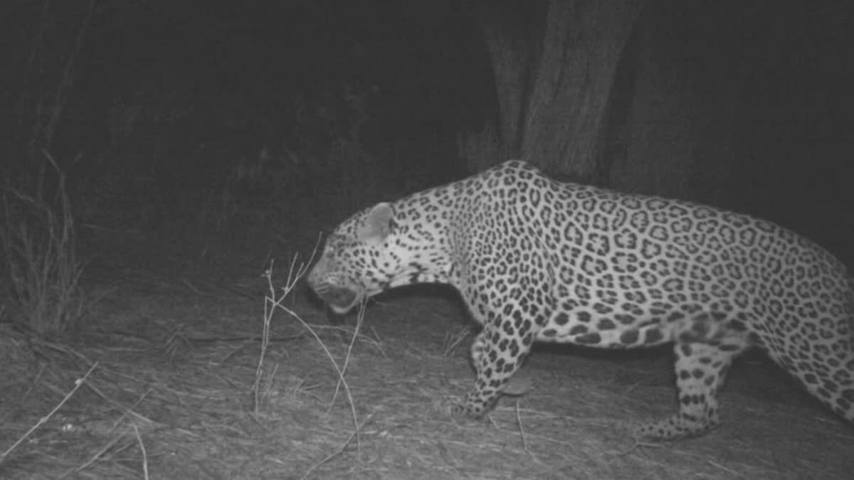 AIRPORT RUNWAY  LEOPARD  FOREST ANIMALS  റണ്‍വേയില്‍ പുള്ളിപ്പുലി