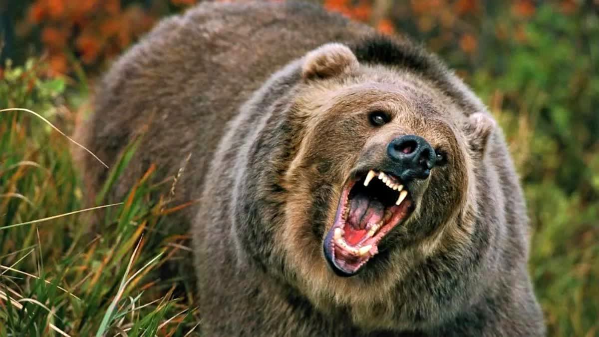 RAMPUR BEAR ATTACK