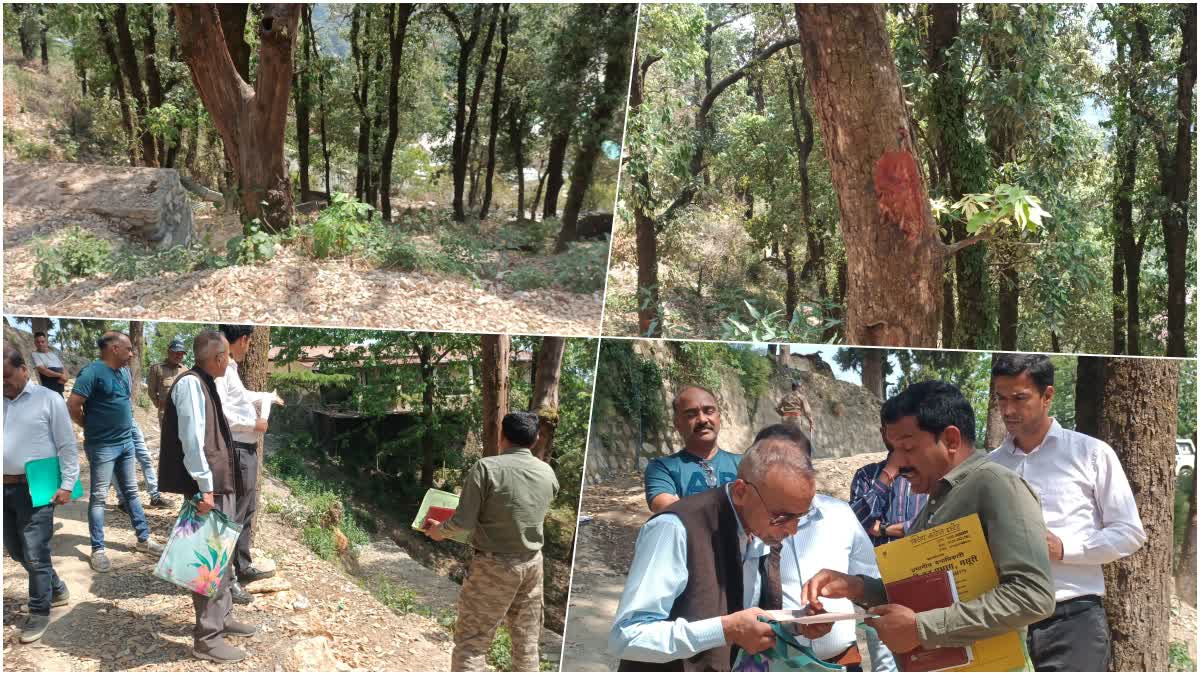 MUSSOORIE TREE CUTTING