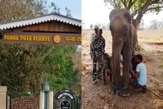 ELEPHANT BORN PANNA TIGER RESERVE