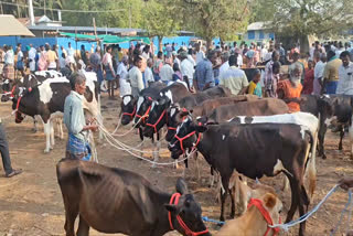 erode Punjai Puliampatti cow market