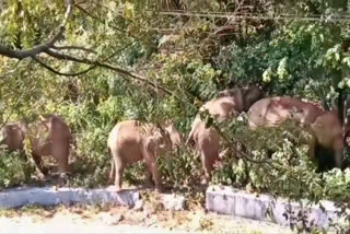 Coonoor elephant