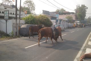 BULL FIGHT IN HALDWANI