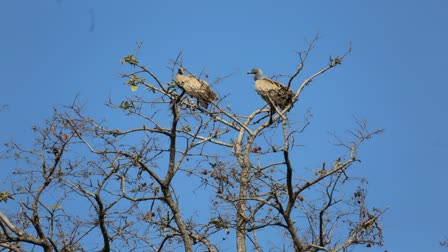 HIGHEST NUMBER OF VULTURES IN MP