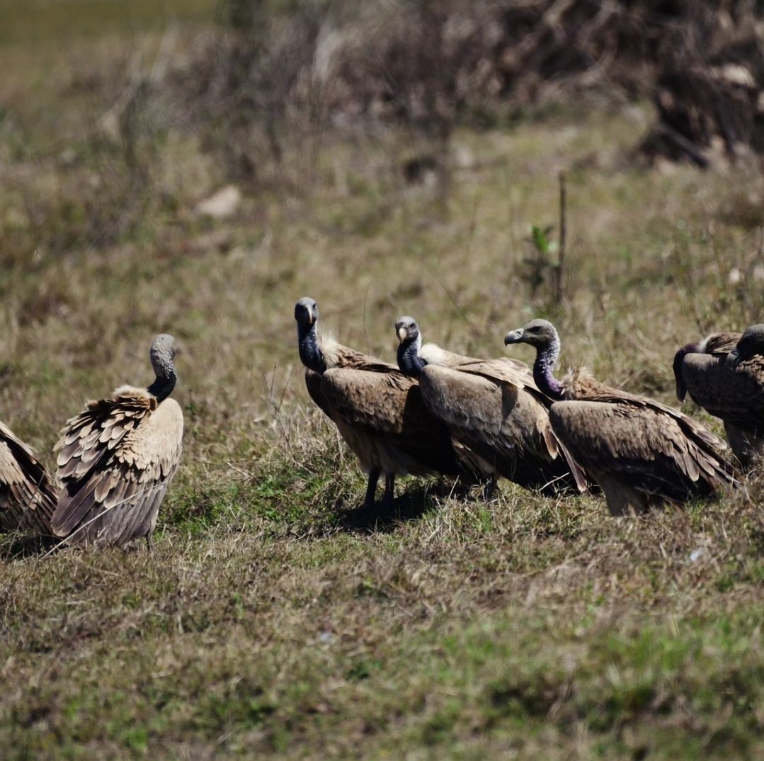 Vulture Count Satpura Tiger Reserve