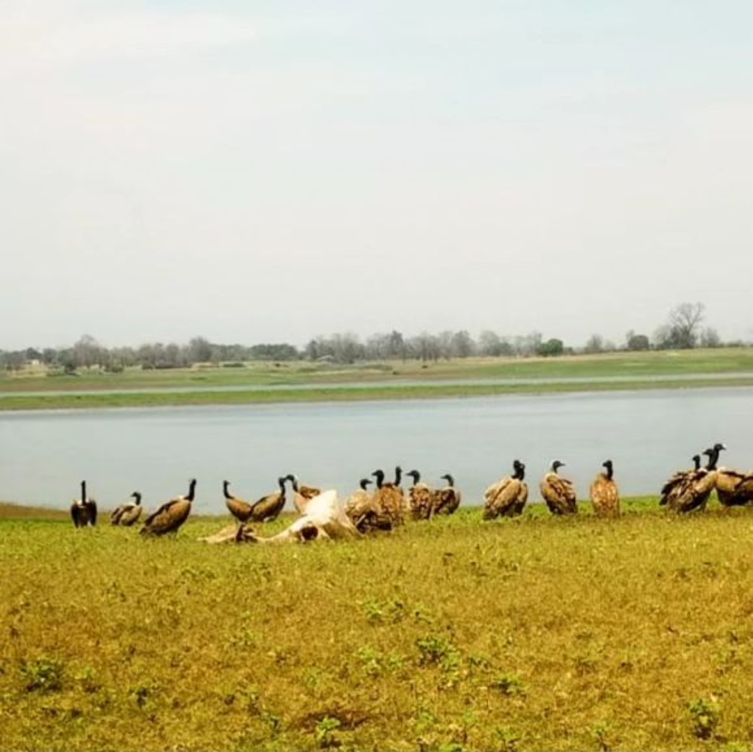 Narmadapuram VULTURE counting