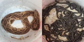 Russells Viper Snakelets Rescued