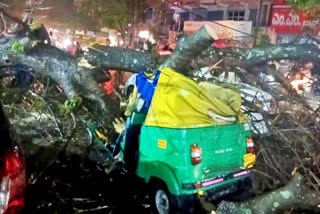Rainy Spell Grips Bengaluru; Auto Driver Killed in Tree Fall Incident; IMD Predicts Daily Rain Till May 6