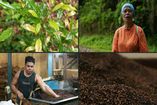 Climate change is disrupting clove farming in Indonesia's Ternate, causing unpredictable rains, lower yields, and financial losses, forcing farmers to seek alternative incomes.
