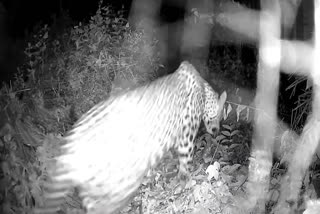 WILD ANIMAL ATTACK  LEOPARD  HUMAN WILD ANIMAL CONFLICTS  MALAPPURAM NEWS