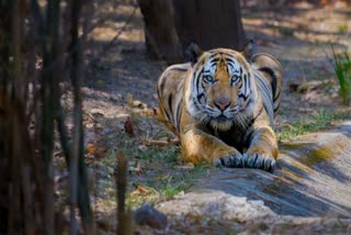 BANDHAVGARH TIGER AMAZING PICTURES