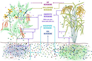 An illustration of plant microbiome