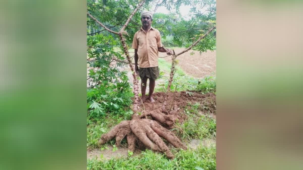 TAPIOCA CULTIVATION  FARMER IN TRIVANDRUM  മരിച്ചീനി കൃഷി  ഭീമൻ കപ്പ വിളവെടുത്ത് കർഷകൻ