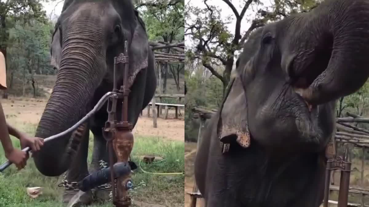 NARMADAPURAM ELEPHANT DRINK WATER