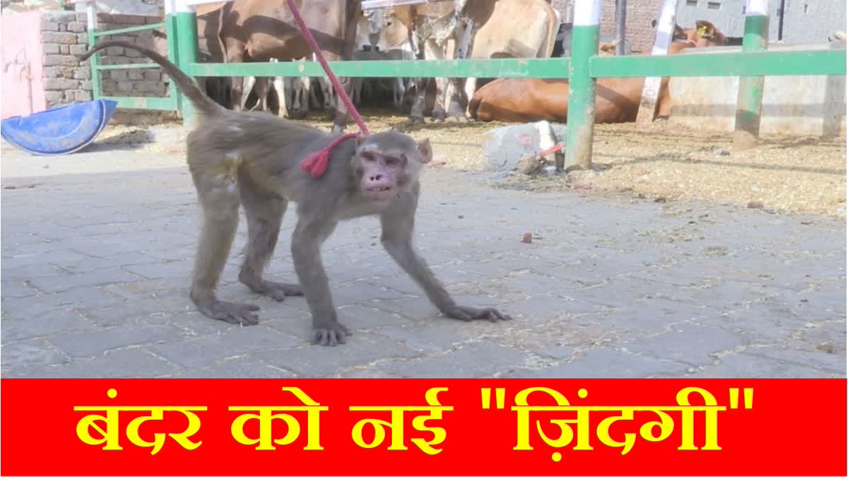 First surgery of monkey white cataract in Hisar of Haryana