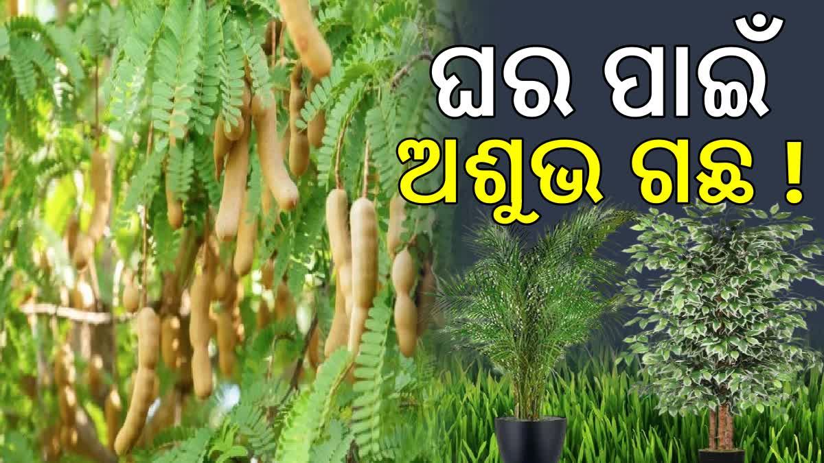 ଭୁଲରେ ବି ଘରେ ଲଗାନ୍ତୁ ନାହିଁ ଏହି ଗଛ