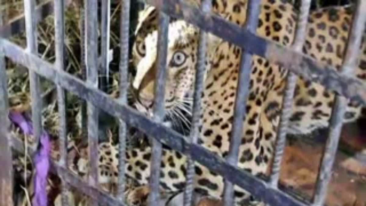 LEOPARD TERROR IN Mariyani