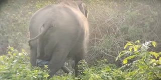 elephant gave birth to a baby