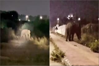 Elephant reached Jharkhand assembly