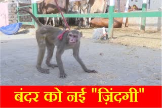 First surgery of monkey white cataract in Hisar of Haryana