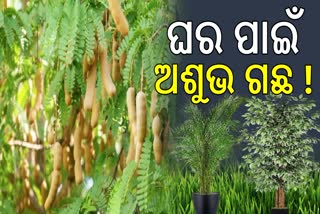 ଭୁଲରେ ବି ଘରେ ଲଗାନ୍ତୁ ନାହିଁ ଏହି ଗଛ