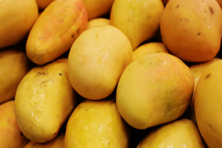 PACHMARHI MANGOES DEMAND