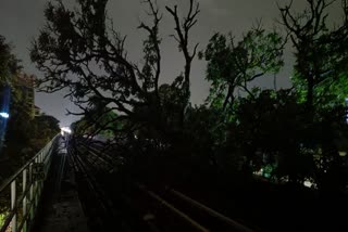 Trees have fallen on the metro tracks of Bengaluru.