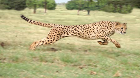 BURHANPUR LEOPARD ATTACKS 3 PEOPLE