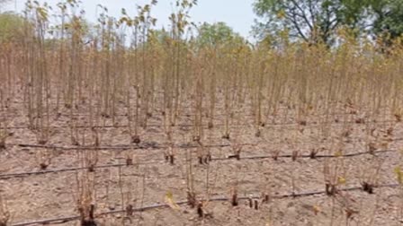 Silk Farming In Beed