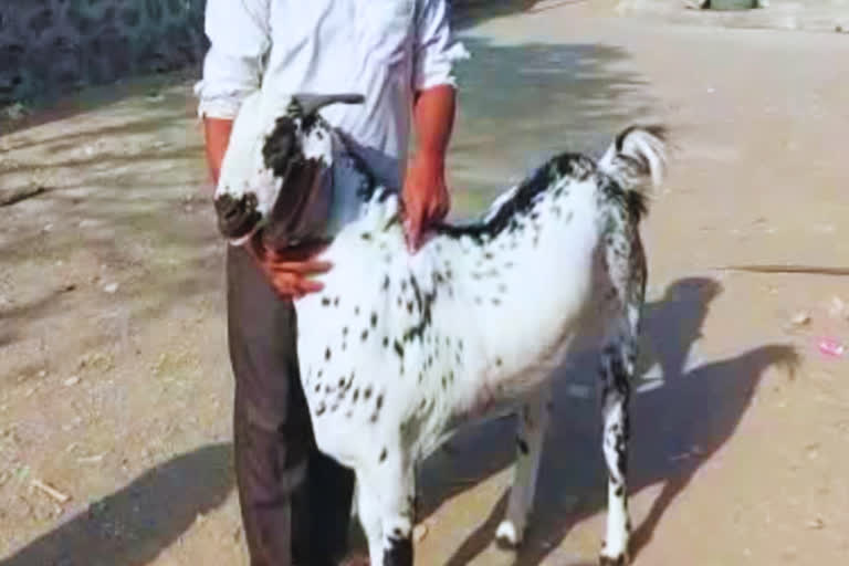 કુરબાની માટે થાય છે ખાસ બકરાની ખરીદી