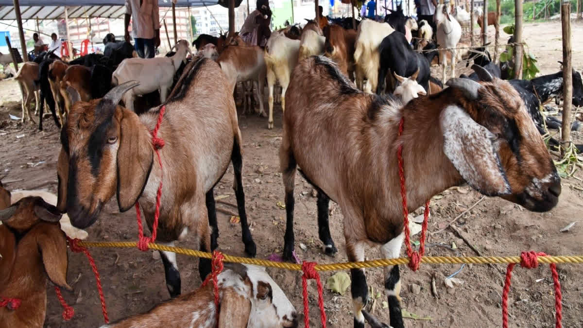 બકરી ઈદ પર કુરબાનીના બકરાના દાંત ગણવાનો રિવાજ
