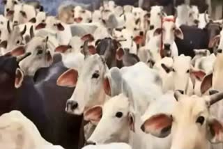 Himachal Govt on Gaushala animal fodder