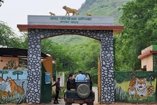 Tigers in Sariska