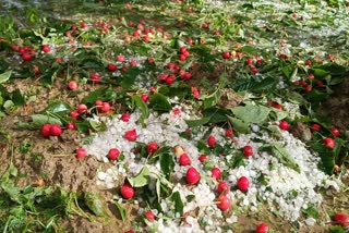 ژالہ باری سے چیری اور سیب کی فصلیں تباہ