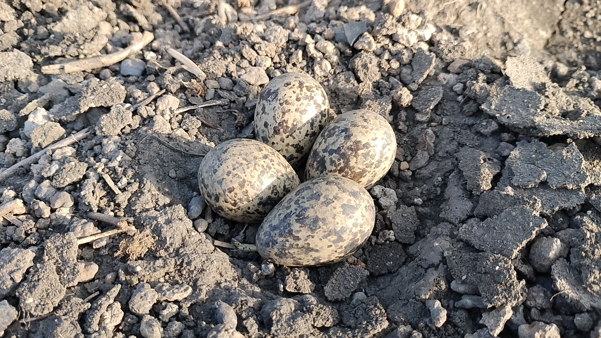 sandpiper EGGS PREDICTION RAIN