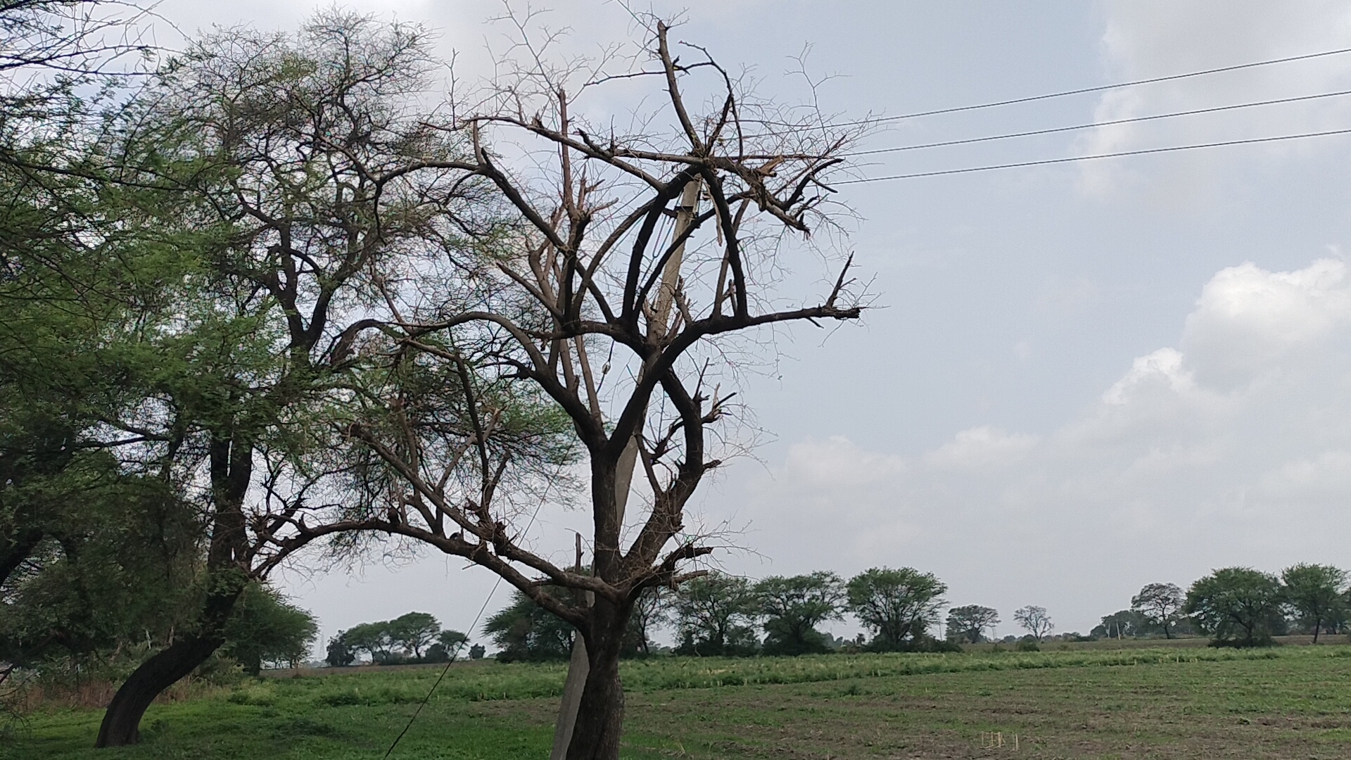 Traditional method sowing Kharif right time