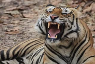 Tiger Poaching Alert