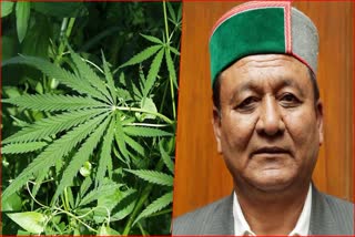 Himachal committee will visit countries for Cannabis Cultivation.