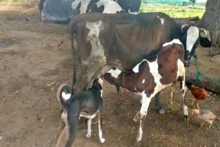 ಕರುವಿನೊಂದಿಗೆ ಶ್ವಾನಕ್ಕೂ ಹಾಲುಣಿಸುವ ಪುಣ್ಯಕೋಟಿ