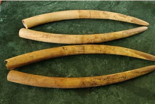 elephant ivory seized in mayurbhanj