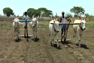 scaracity-of-rain-in-raichur-difficulty-for-the-farmers