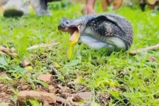 shivpuri snake rescue video