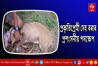 Deer rescued from private forest in Jorhat