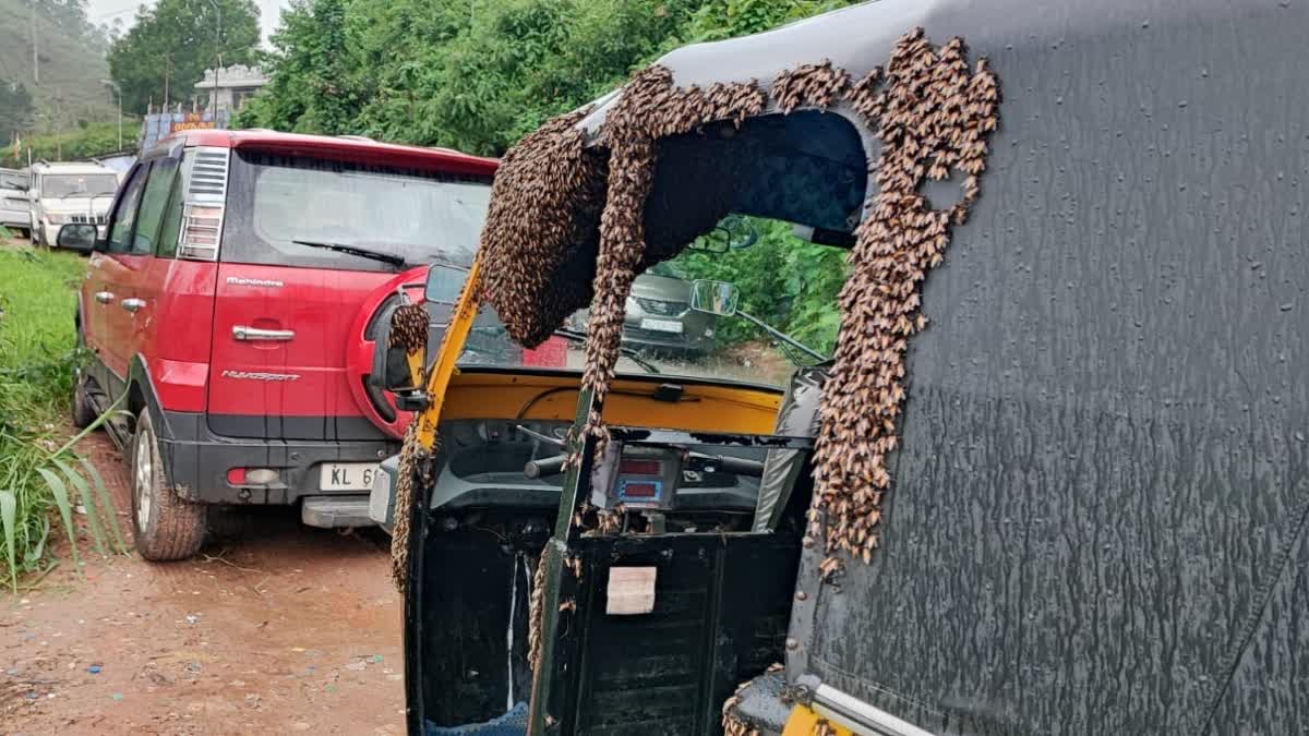 BEEHIVE IN AUTO RICKSHAW  ഓട്ടോറിക്ഷയില്‍ തേനീച്ചക്കൂട്  തേനീച്ചകൾ ഓട്ടോയില്‍ കൂടുകൂട്ടി  BEEHIVE IN PARKED AUTO IN MUNNAR