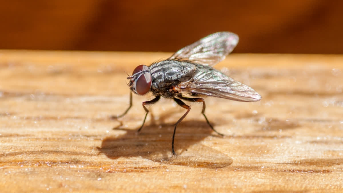 Remove House Flies In Rainy Season