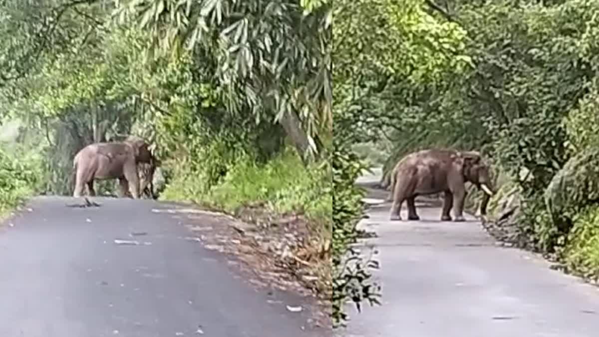 WILD ELEPHANT ATTACK  അതിരപ്പള്ളിയില്‍ കാട്ടാന  തൃശൂരില്‍ കബാലി കാട്ടാന  WILD ELEPHANT at thrissur